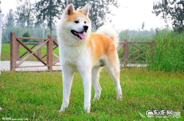 秋田犬为什么少人养？