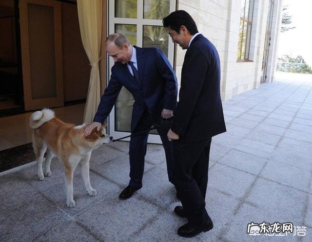 秋田犬为什么少人养?