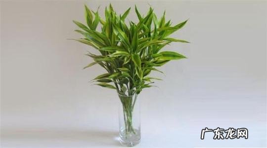 家里万万要养这3种植物 家里客厅养橘子树花风水好