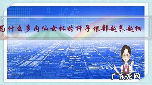 为什么多肉仙女杯的杆子根部越养越细?