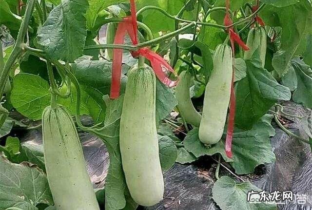 我种的羊角蜜怎么不坐果?