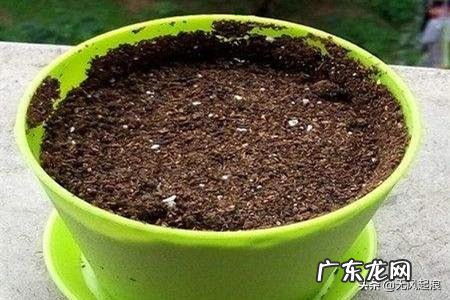 如何培育白芨幼苗？
