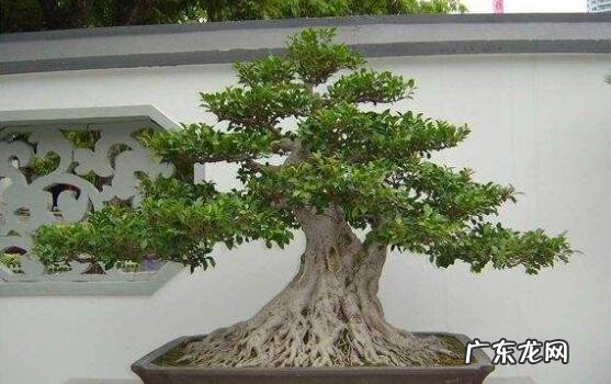 家里为什么不能养榕树 风水榕树盆景放家里大门二边