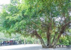 家里为什么不能养榕树 风水榕树盆景放家里大门二边