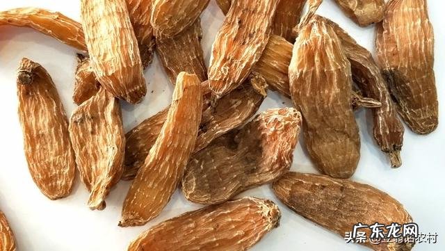 天麻如何在东北种植?