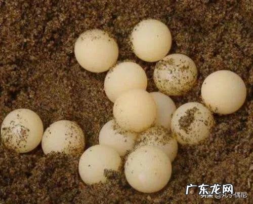 甲鱼蛋的营养价值有哪些?