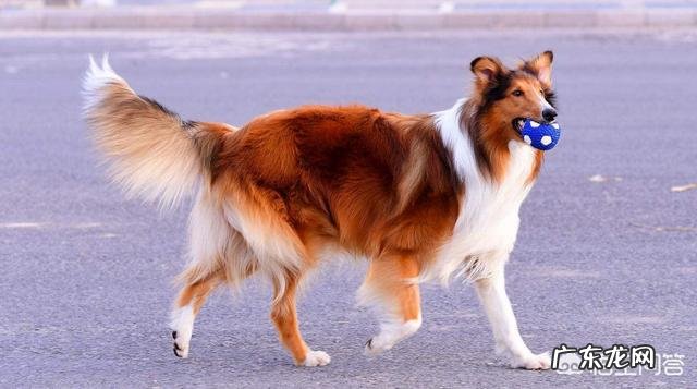 苏格兰牧羊犬怎么样?