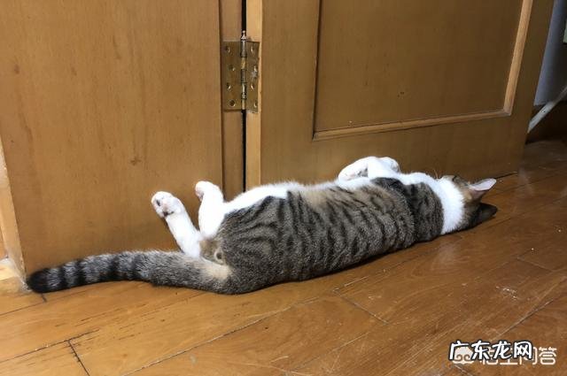 猫咪为什么那么喜欢睡觉?