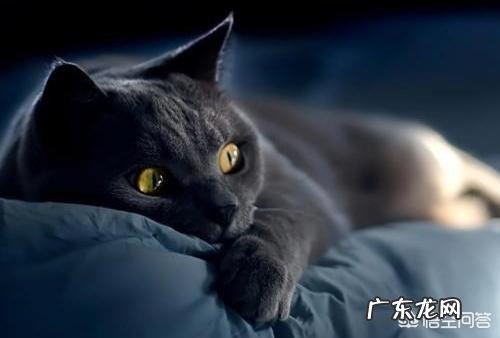 猫咪为什么那么喜欢睡觉?