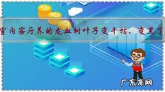在室内客厅养的龙血树叶子变干枯、变黑了，是怎么回事？需要怎么处理？