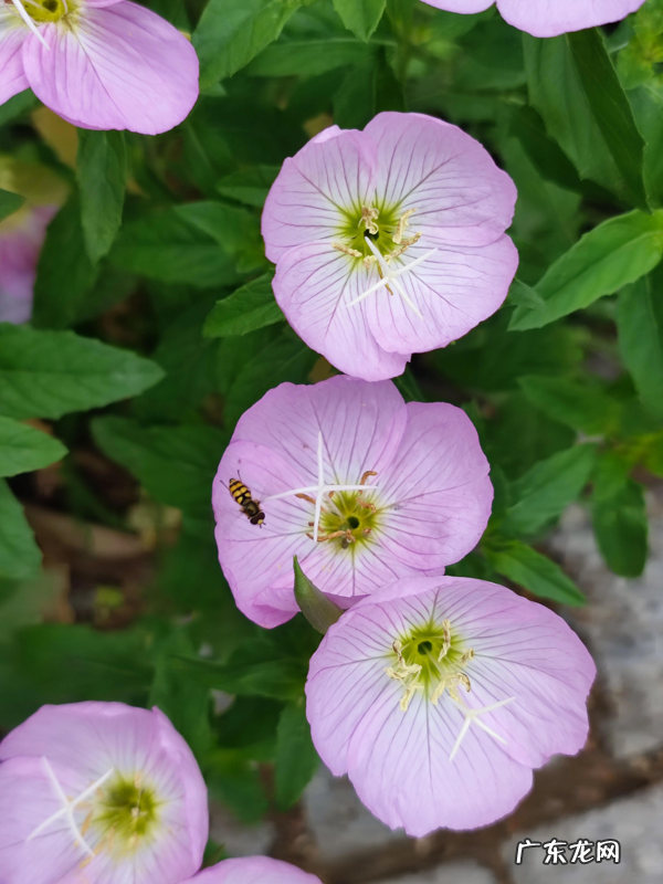 名著深度阅读:《昆虫记》随笔 昆虫记描写昆虫的片段