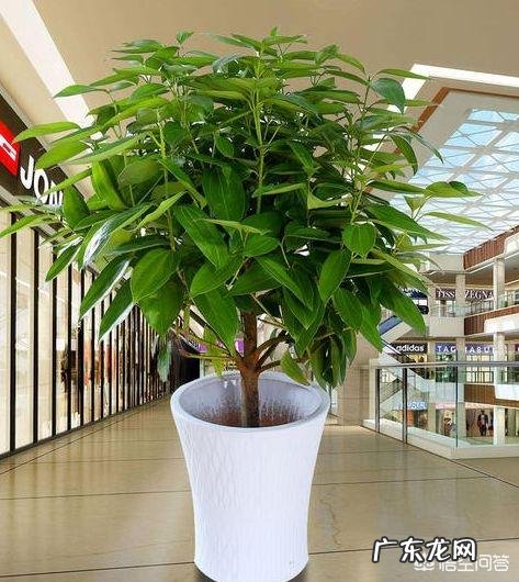 平安树是如何繁殖的?