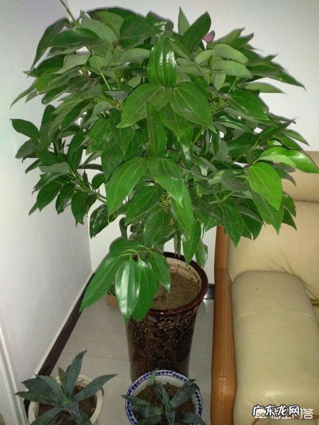 平安树是如何繁殖的?