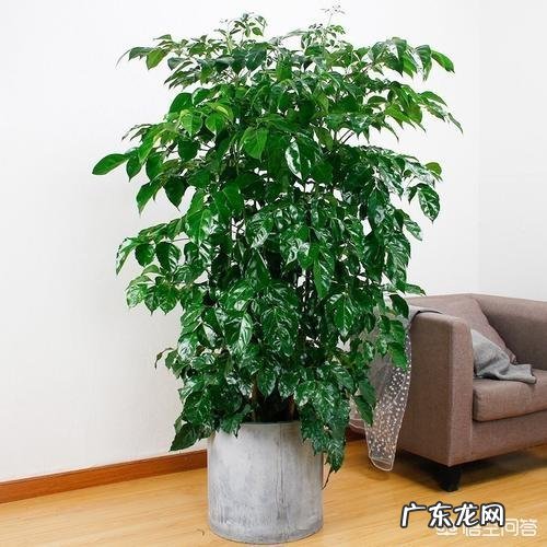 平安树是如何繁殖的?