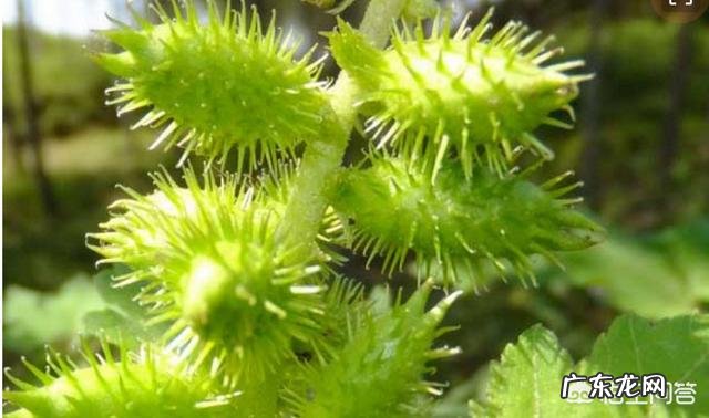 苍耳子怎么用好?