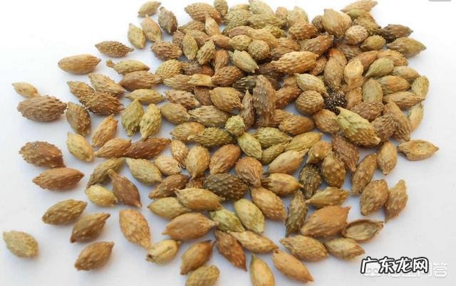 苍耳子怎么用好?