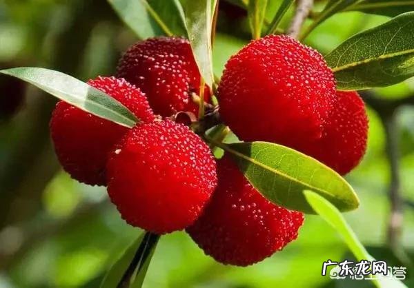 在农村里釆摘的杨梅,用什么保鲜方法能够贮存更长的时间?