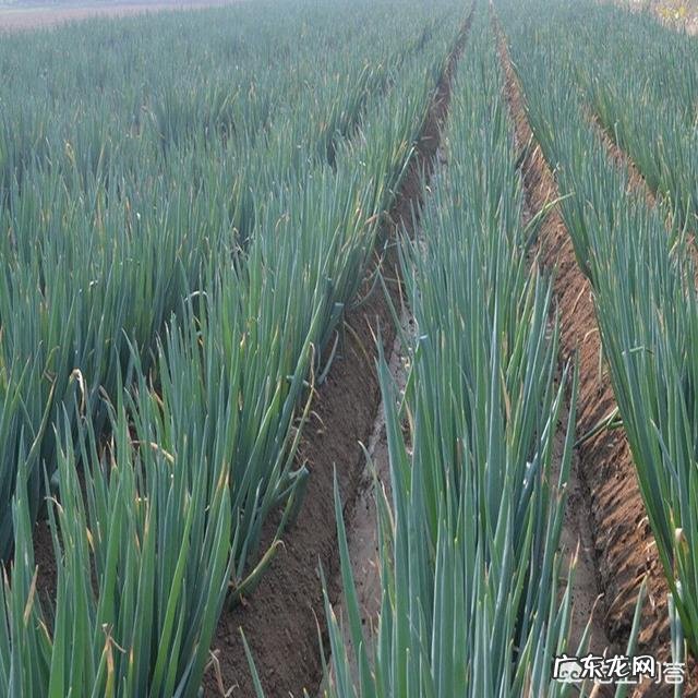 大葱的营养价值有哪些?