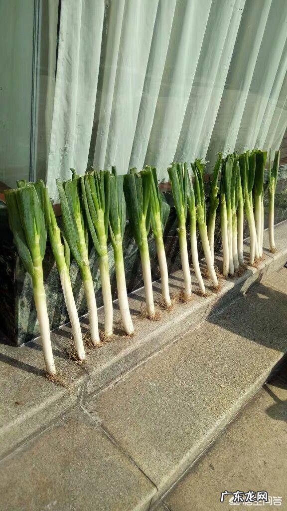 大葱的营养价值有哪些?