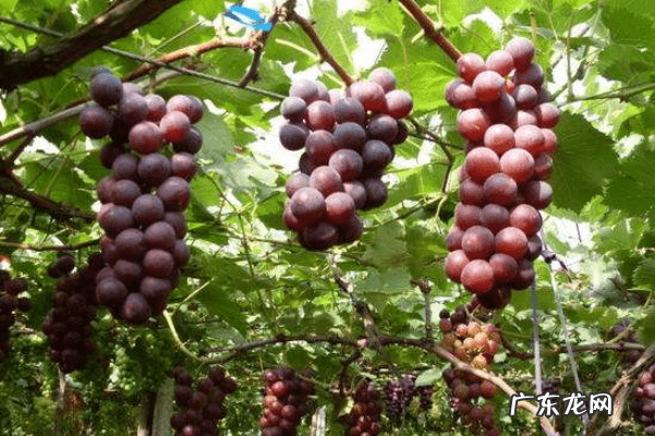 葡萄的营养价值和功效有哪些 葡萄的功效与作用及食用方法