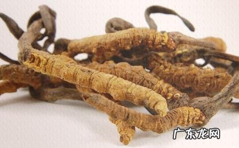 冬虫夏草的食用方法最佳的食用方法 冬虫夏草怎么食用方法