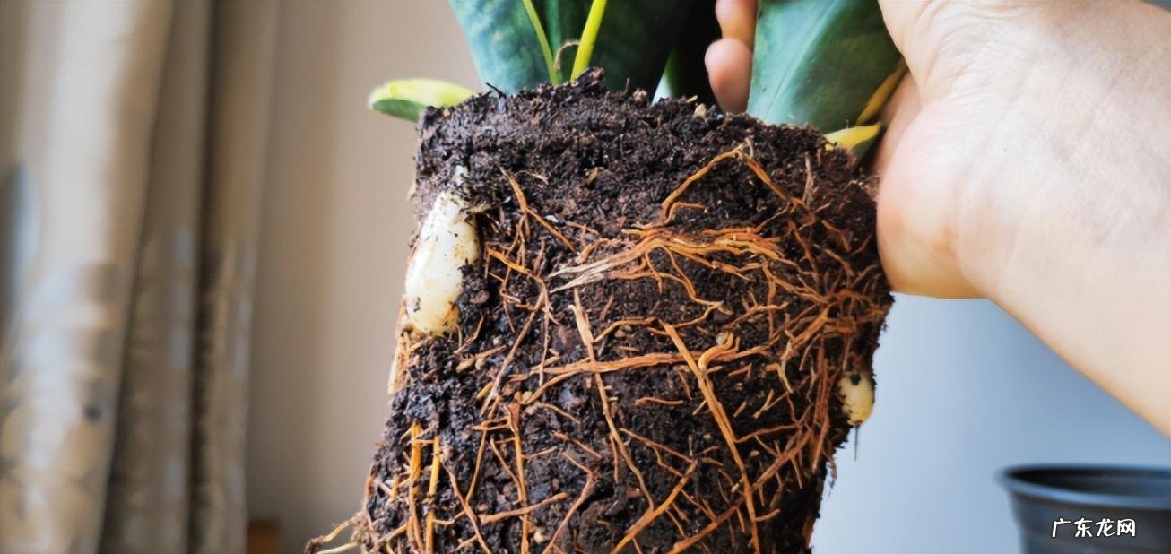 室内养虎皮兰好吗 室内养虎皮兰风水好不好呢