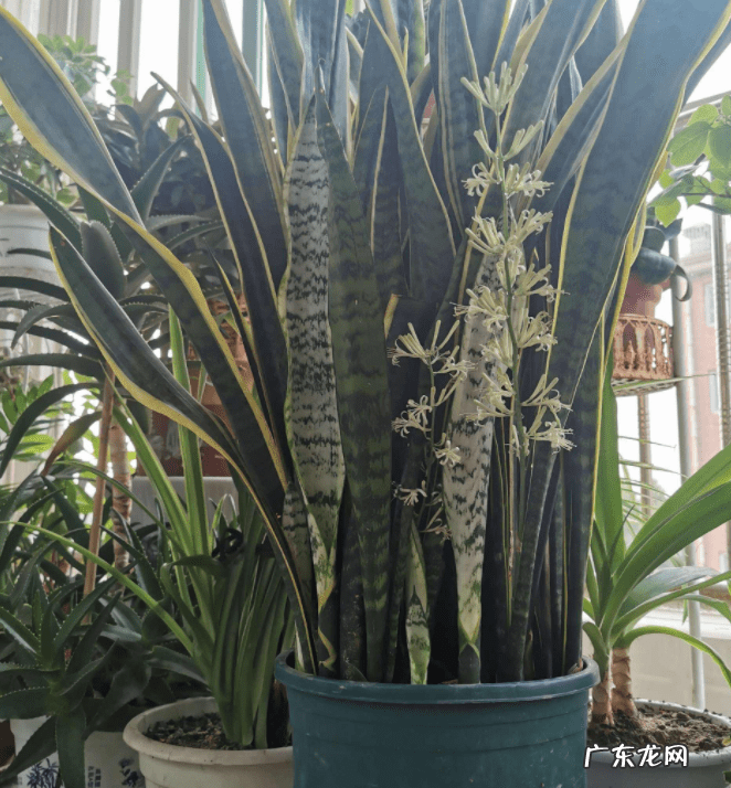 室内养虎皮兰好吗 室内养虎皮兰风水好不好呢