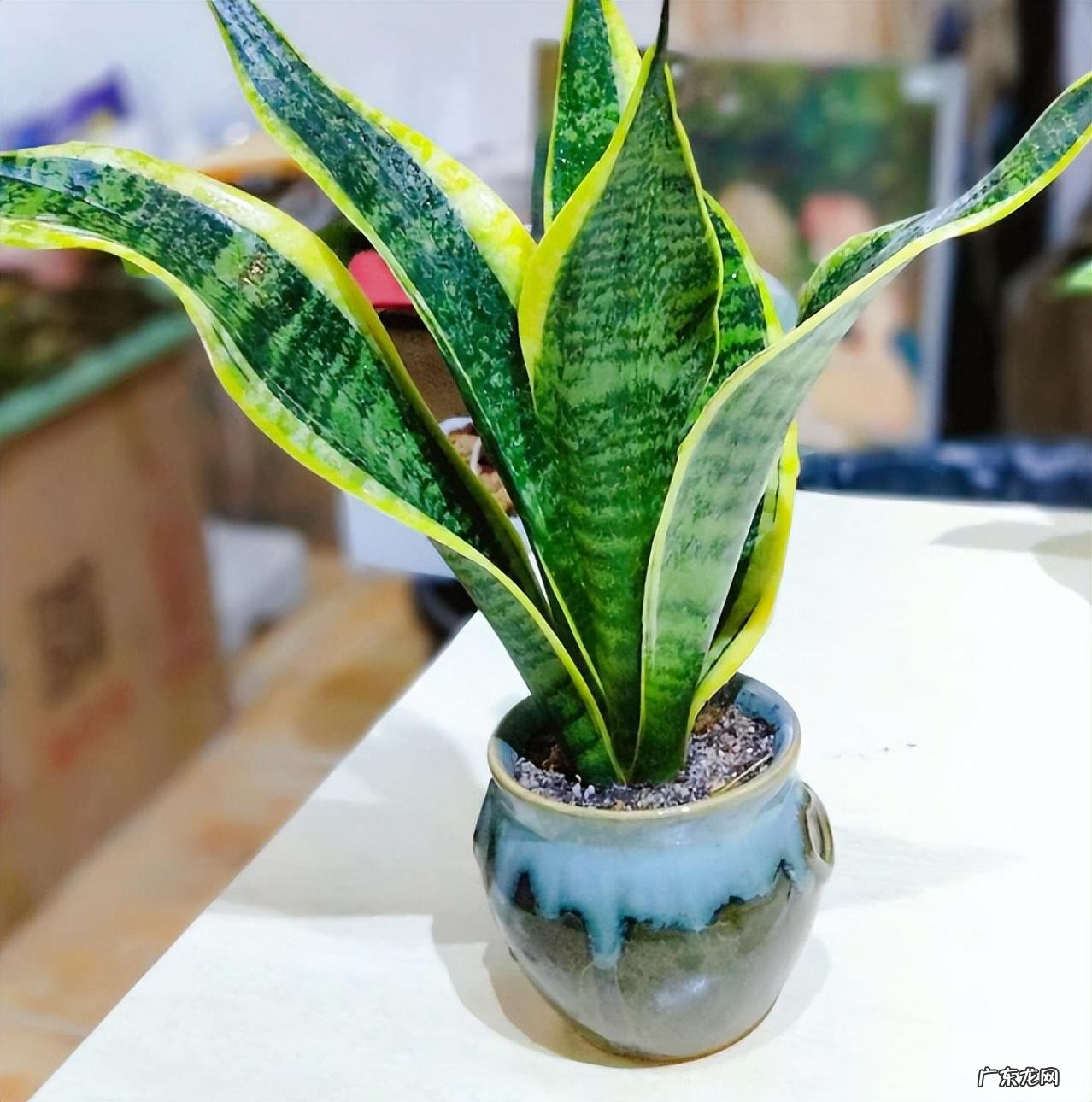 室内养虎皮兰好吗 室内养虎皮兰风水好不好呢