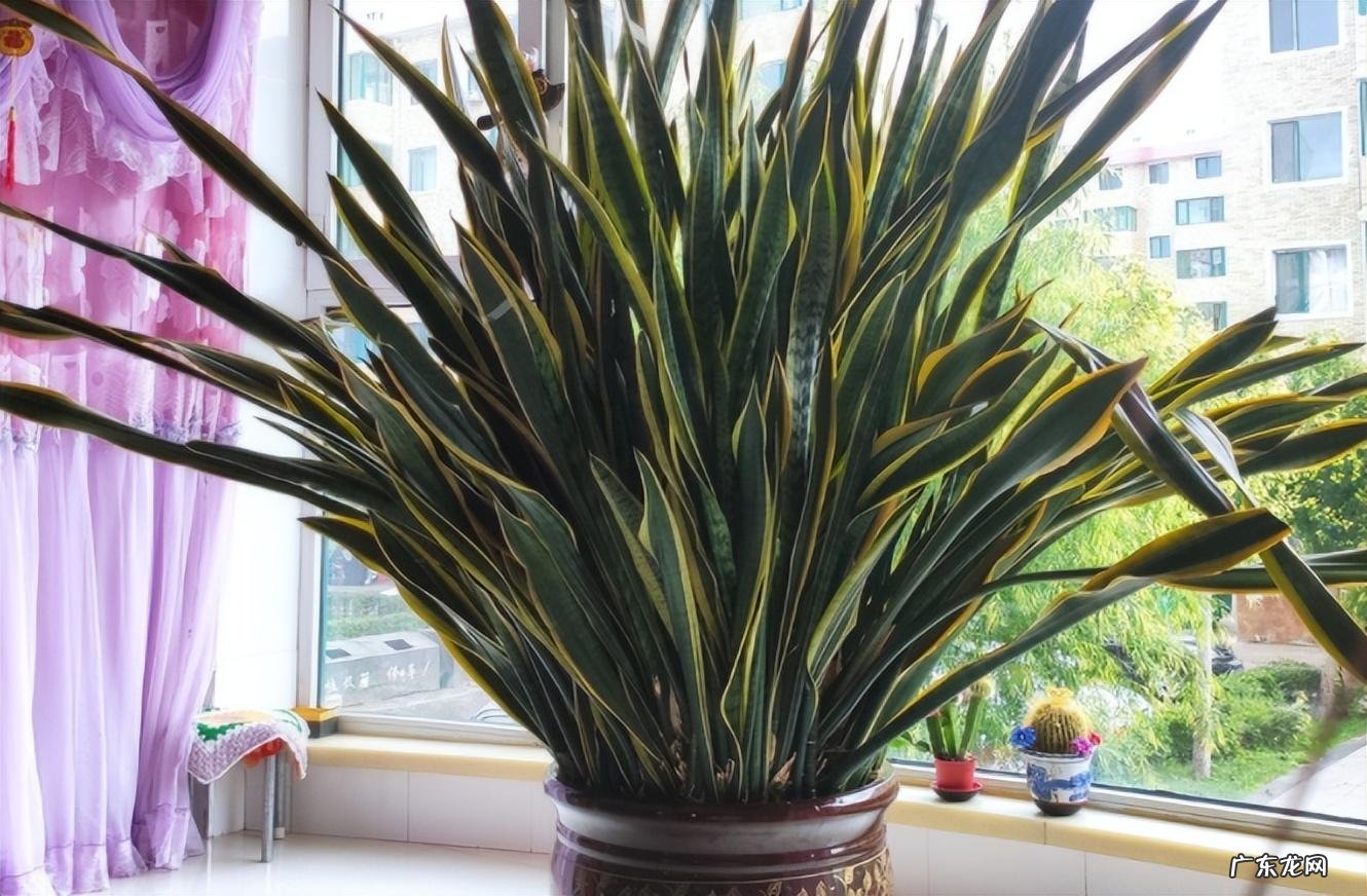 室内养虎皮兰好吗 室内养虎皮兰风水好不好呢