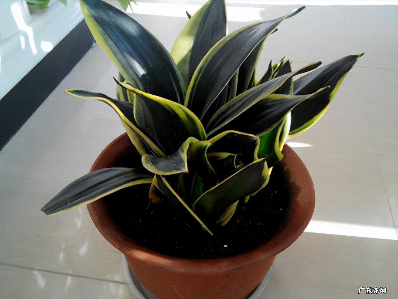 室内养虎皮兰好吗 室内养虎皮兰风水好不好呢