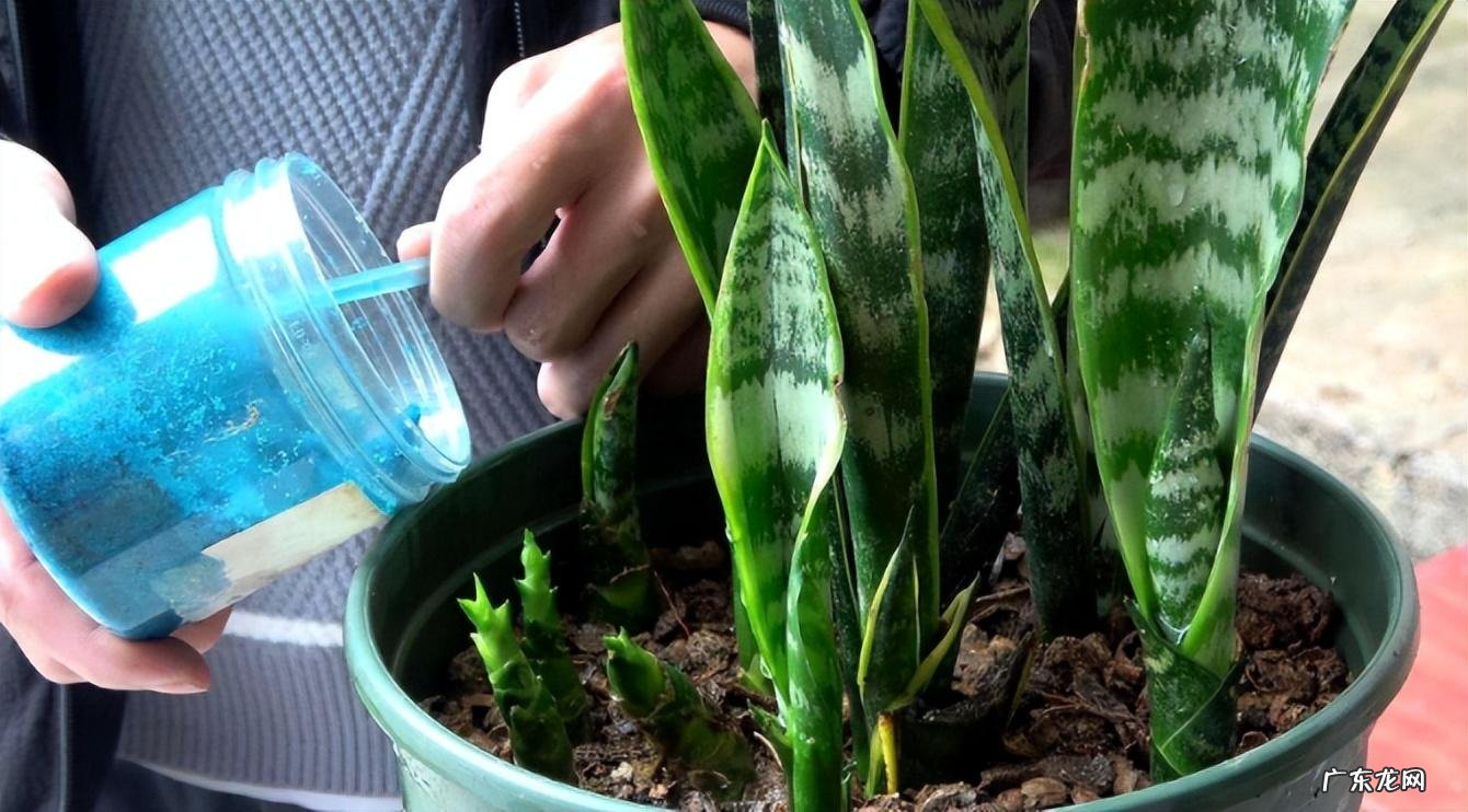 室内养虎皮兰好吗 室内养虎皮兰风水好不好呢