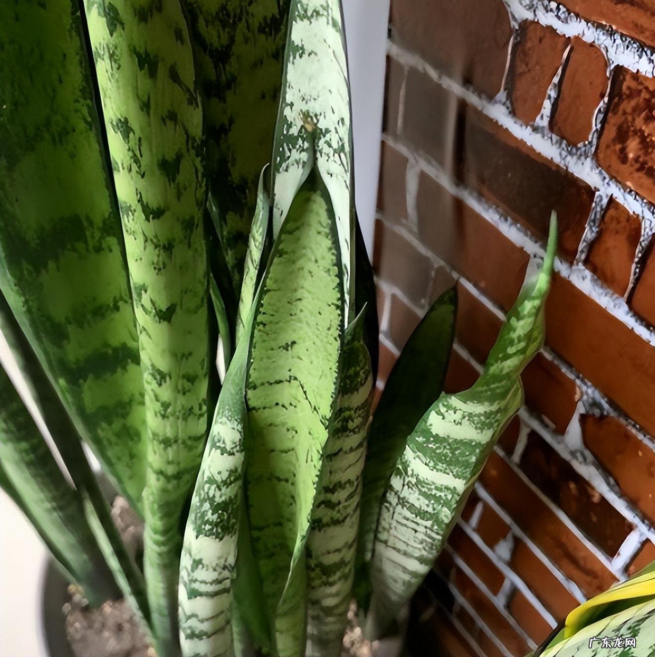 室内养虎皮兰好吗 室内养虎皮兰风水好不好呢