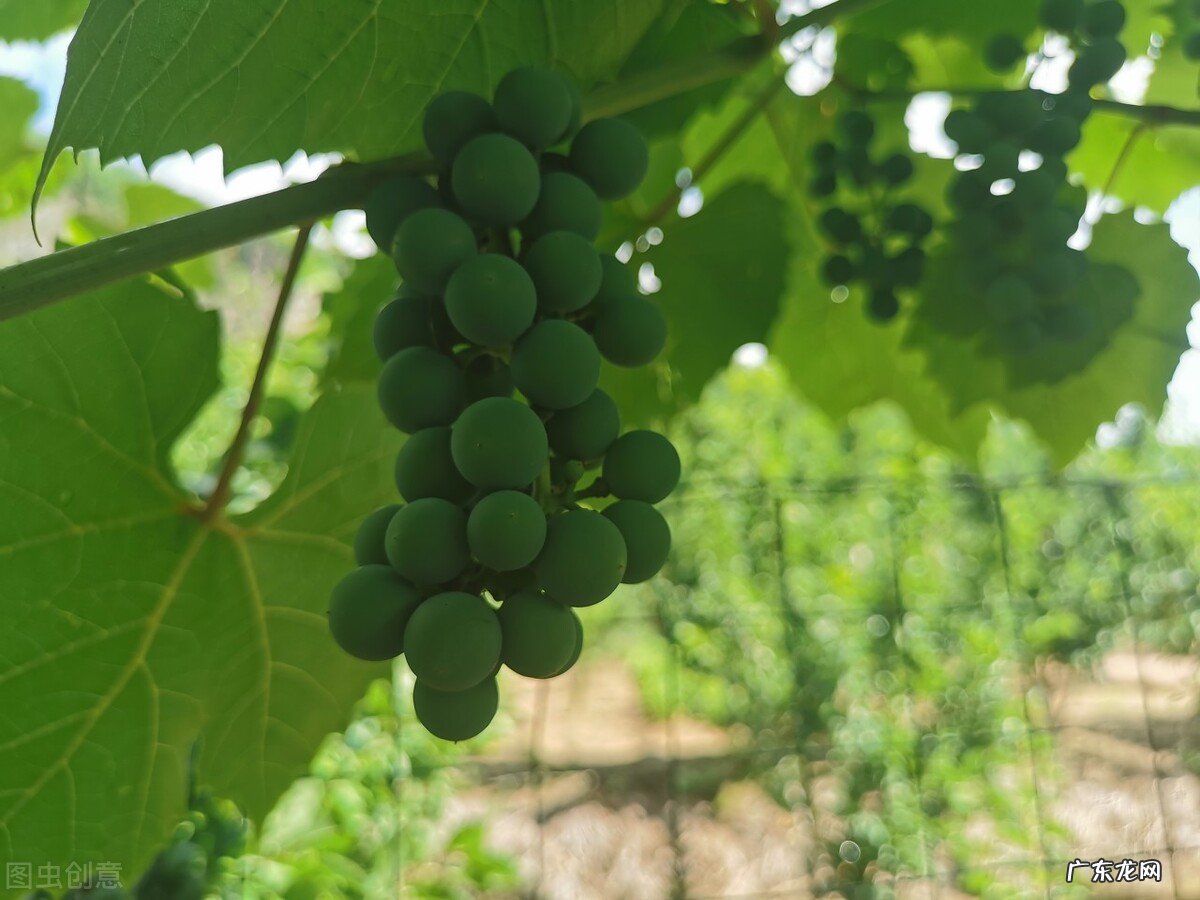 「七夕节民俗」七夕情人节，全国各地的民俗活动知多少？ 七夕情人节活动