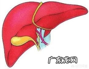 肝囊肿都有哪些症状？