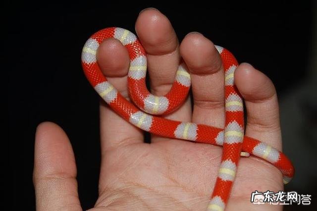 有哪些看起来战五渣，实际战斗力爆表的生物？