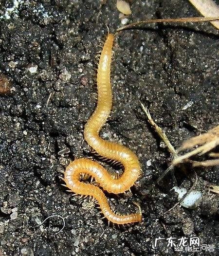 有哪些看起来战五渣,实际战斗力爆表的生物?