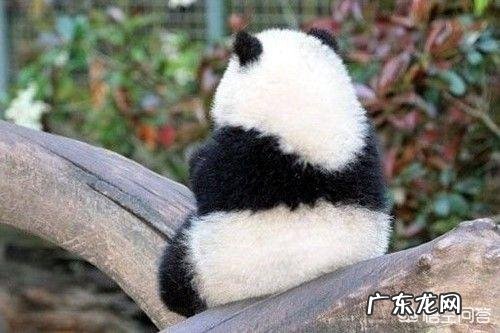 有哪些看起来战五渣,实际战斗力爆表的生物?