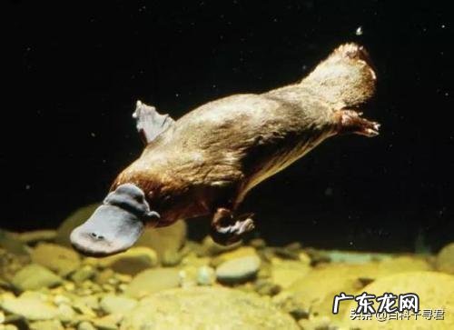 有哪些看起来战五渣,实际战斗力爆表的生物?