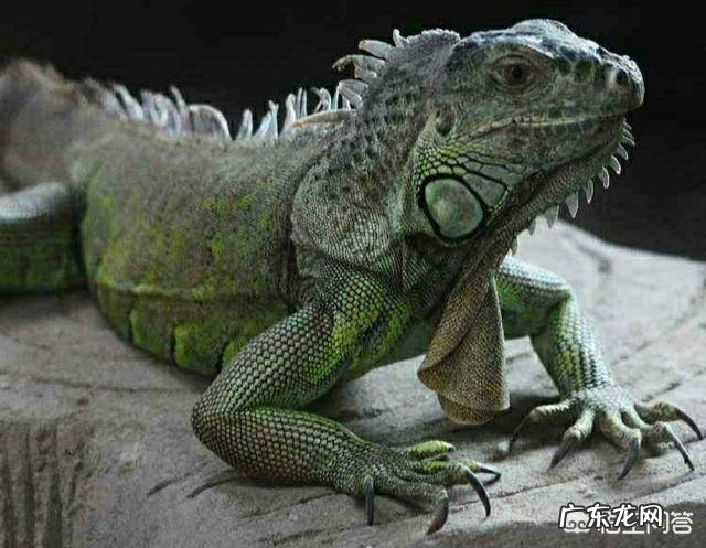 有哪些看起来战五渣,实际战斗力爆表的生物?