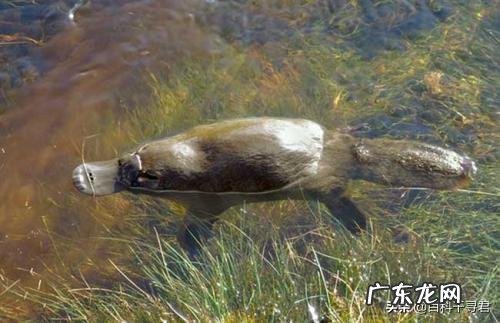 有哪些看起来战五渣,实际战斗力爆表的生物?