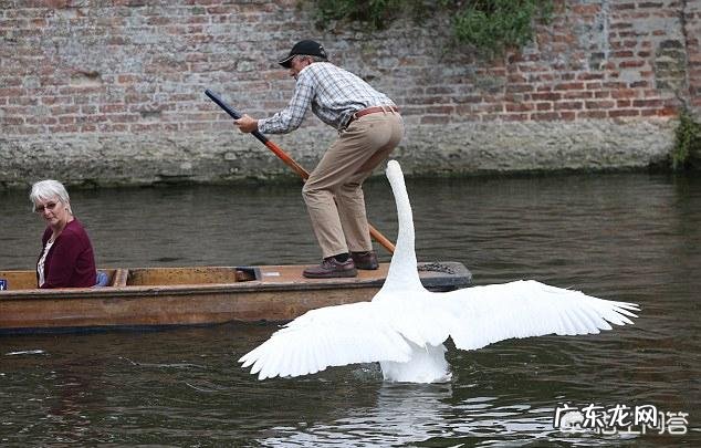 有哪些看起来战五渣,实际战斗力爆表的生物?