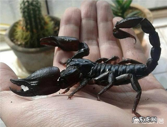 有哪些看起来战五渣,实际战斗力爆表的生物?