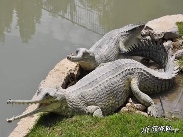 有哪些看起来战五渣,实际战斗力爆表的生物?