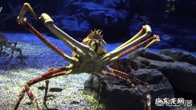 有哪些看起来战五渣,实际战斗力爆表的生物?