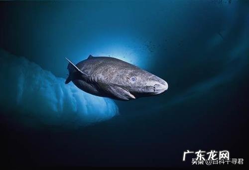 有哪些看起来战五渣,实际战斗力爆表的生物?