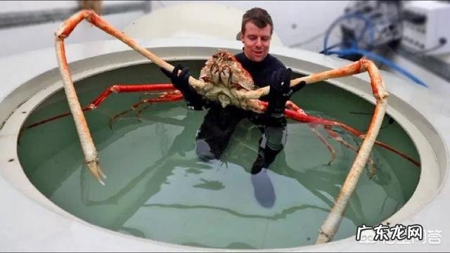 有哪些看起来战五渣,实际战斗力爆表的生物?