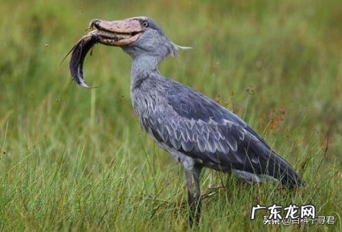 有哪些看起来战五渣,实际战斗力爆表的生物?