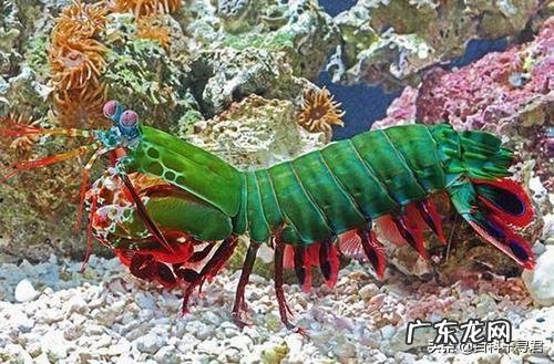 有哪些看起来战五渣,实际战斗力爆表的生物?