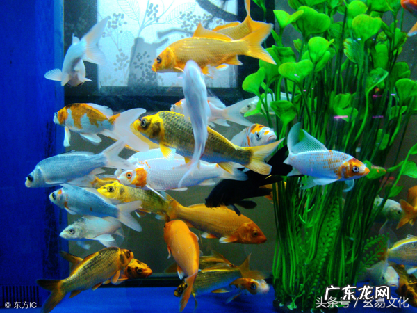 阳宅风水大全 阳宅风水《房屋选择与室内布局》