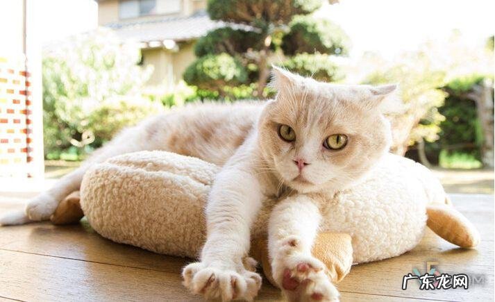 猫咪后院故事 猫咪后院之家